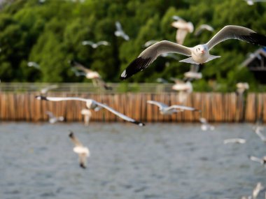 Yeşil ağaçlı kıyılarında denize uçan martı kuş sürüsü arka plan bulanıklık