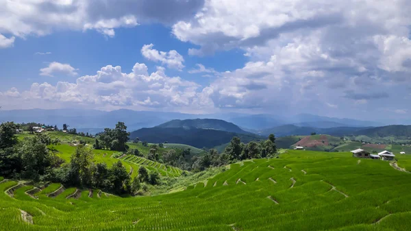 Güzel Manzara Mavi Beyaz Bulut Yeşil Paddy Alanın Üzerine Sky — Stok fotoğraf