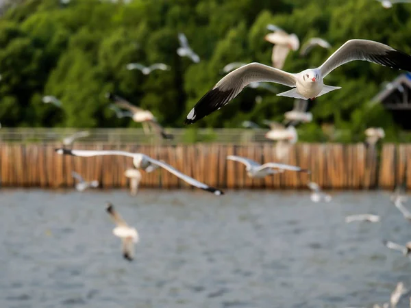 Flock of Seagull bird flying over the sea in the coast with green tree blur background