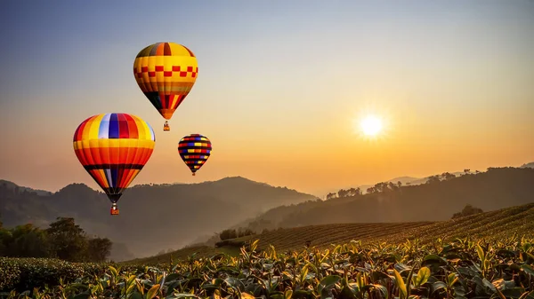 五颜六色的热气球飞越太阳升起的茶园景观在泰国清莱 以温暖的色调 — 图库照片