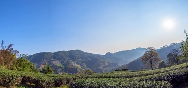 Chiangrai Tayland Sabah Güneşin Doğuşunu Ile Çay Çiftlik Panorama Manzara — Stok fotoğraf