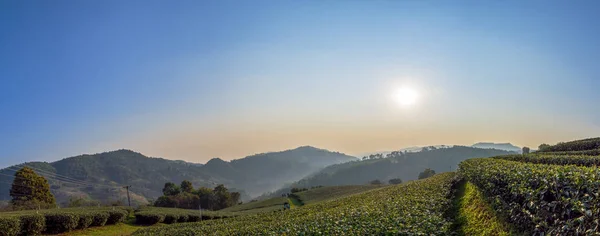Panorama Paisaje Granja Con Salida Del Sol Por Mañana Chiangrai —  Fotos de Stock