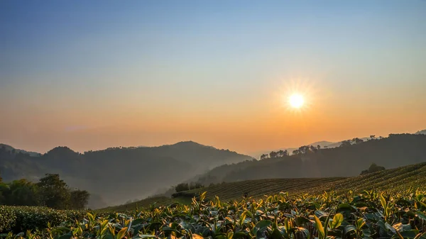 Chiangrai Tayland Sabah Güneşin Doğuşunu Ile Çay Çiftlik Peyzaj — Stok fotoğraf