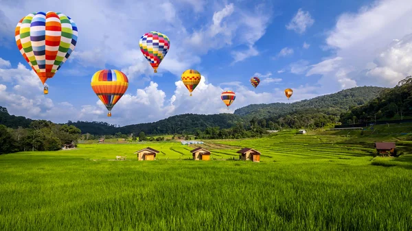 Renkli sıcak hava balon sinek üzerinde yeşil paddy alanı 1 — Stok fotoğraf