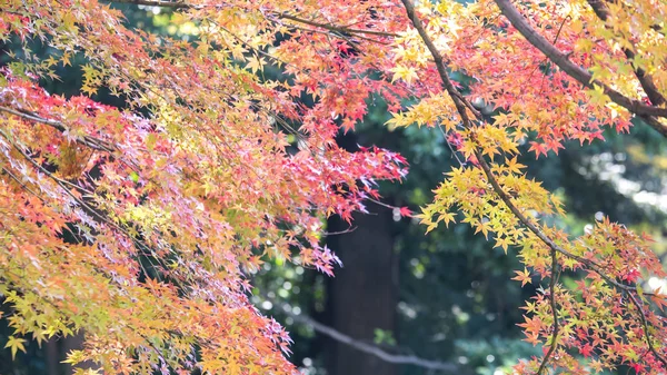 Folhas de bordo no jardim 1 — Fotografia de Stock