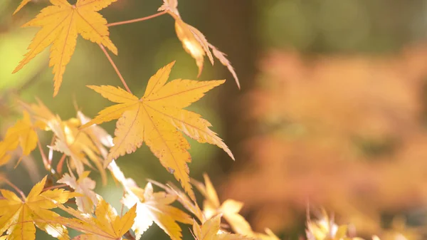 보케 배경노란색 단풍잎 4 — 스톡 사진