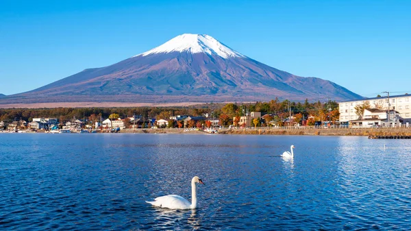 Tájkép Fuji Hegy Fehér Hattyú Úszás Tóban Yamanaka Yamanashi Japán Stock Kép