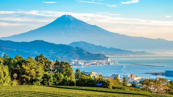 Lever Soleil Sur Montagne Fuji Fuji Champ Thé Vert Frais Images De Stock Libres De Droits