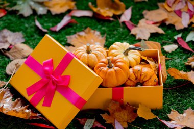 Kabaklar ve hediye kutusu yeşil çim üzerinde grup. Yan görünümü. Sonbahar sezonu zaman