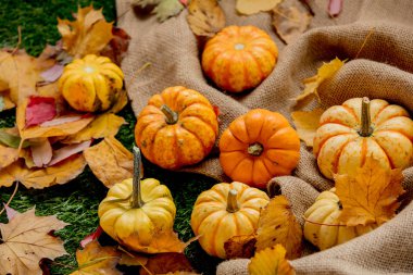 Turuncu kabak ve buruşuk çul yapraklarda. Sonbahar sezonu zaman