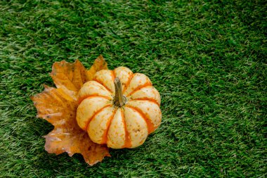 kabak ve yaprak yeşil çim üzerinde. Sonbahar sezonu zaman