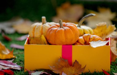 Kabaklar ve hediye kutusu yeşil çim üzerinde grup. Yan görünümü. Sonbahar sezonu zaman