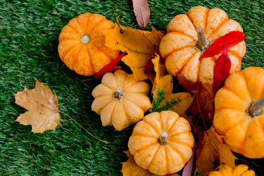 Kabak yeşil çim üzerinde yapraklarla grubudur. Yan görünümü. Sonbahar sezonu zaman 