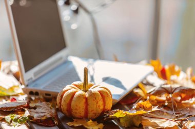 Portakallı balkabağı ve dizüstü bilgisayarın yanındaki masada bırakır. Sonbahar mevsimi