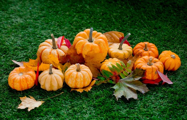 Group Pumpkins Leaves Green Lawn Side View Autumn Season Time — Stock Photo, Image