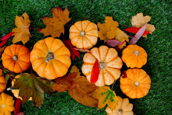 Grupo Calabazas Con Hojas Césped Verde Vista Lateral Tiempo Temporada — Foto de Stock