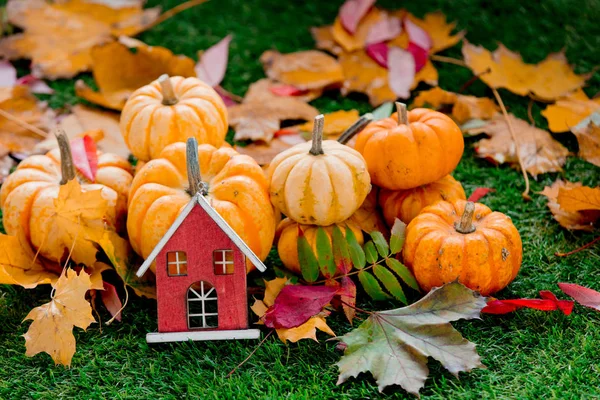 Group of pumpkins with leaves and house toy on green lawn. Side view. Autumn season time
