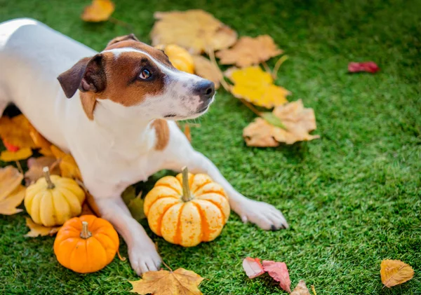Lustiger Hund Und Kürbisse Mit Blättern Auf Grünem Rasen Herbstzeit — Stockfoto