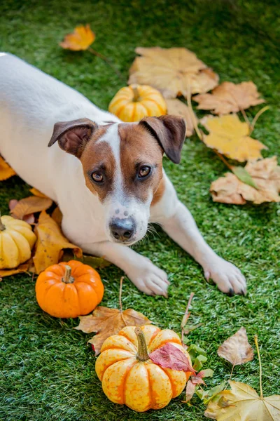 Funny dog and pumpkins with leaves on green lawn. Autumn season