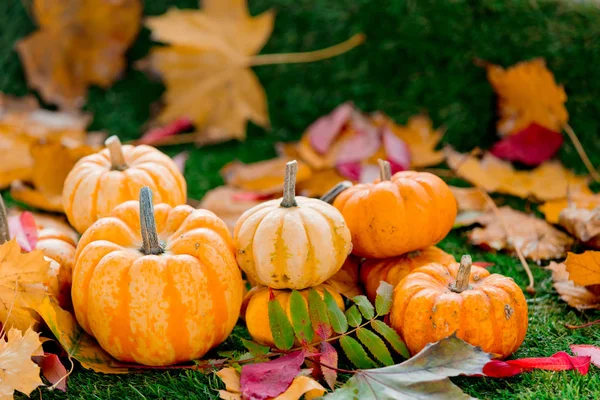 Group Pumpkins Ande Leaves Green Lawn Side View Autumn Season — Stock Photo, Image