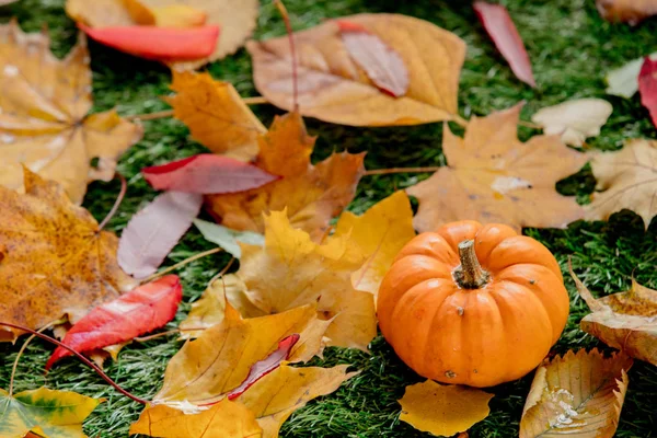 Calabaza Hojas Césped Verde Tiempo Temporada Otoño — Foto de Stock