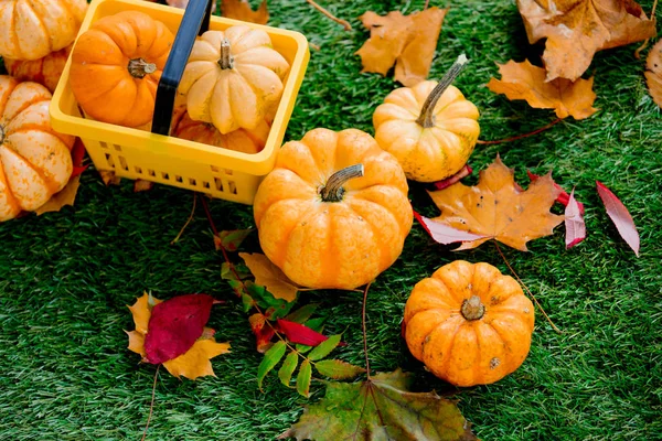 Grupo Calabazas Cesta Supermercado Césped Verde Vista Lateral Tiempo Temporada — Foto de Stock