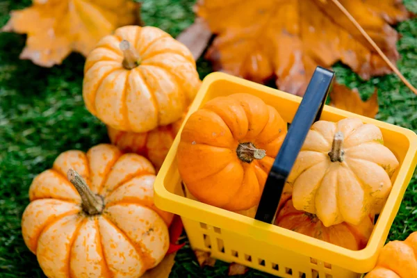 Grupo Calabazas Cesta Supermercado Césped Verde Vista Lateral Tiempo Temporada — Foto de Stock