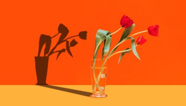 Bir cam ve gölge kırmızı lale 