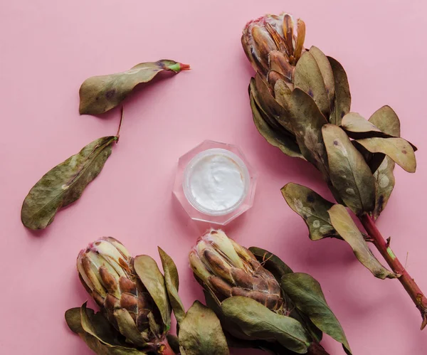 Flor de protea seca y crema para el cuidado de la piel — Foto de Stock