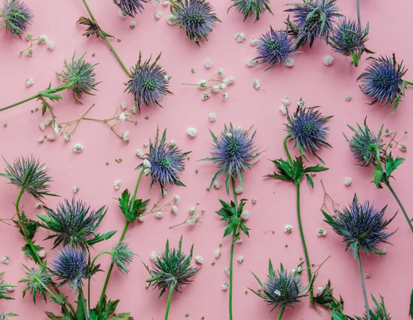 Flores de eríngio azul sobre fundo rosa — Fotografia de Stock