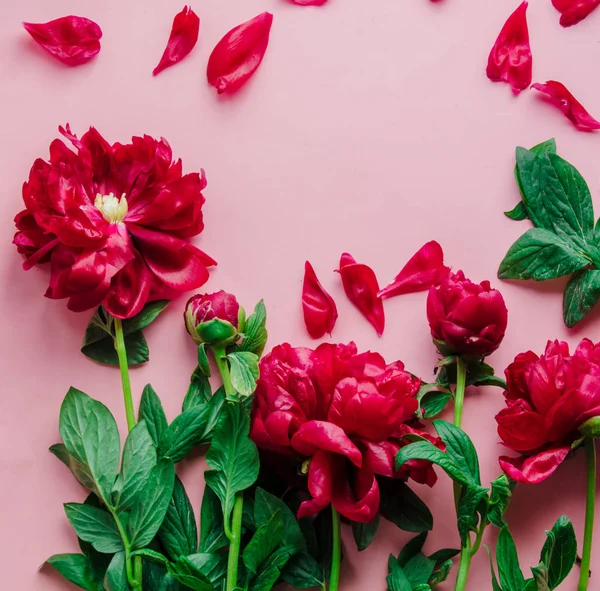 Red fresh peonies on pink background — Stock Photo, Image