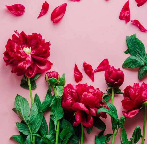 Rote frische Pfingstrosen auf rosa Hintergrund — Stockfoto