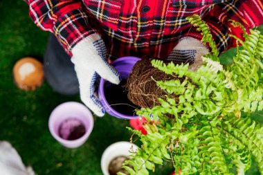 Fern, pot ve kürek ile adam Bahçe için hazırlanıyor 