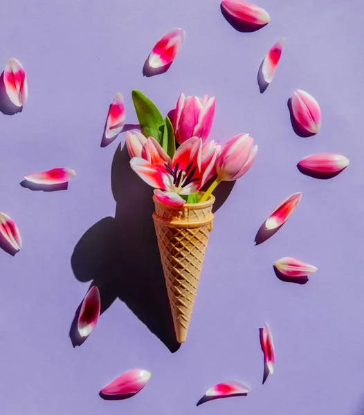 Tulips in ice-cream cone on pruple background. Above view