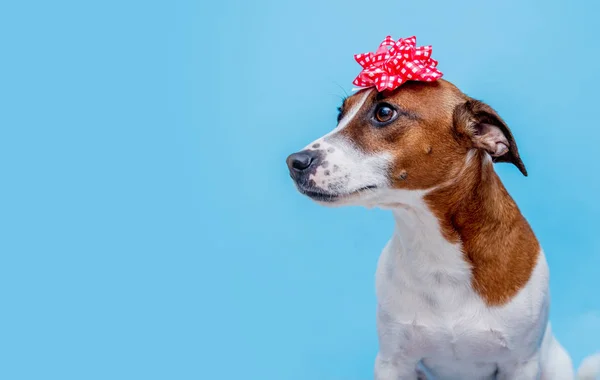 Jack Russell Terrier Cão Com Arco Fundo Azul Conceito Férias — Fotografia de Stock