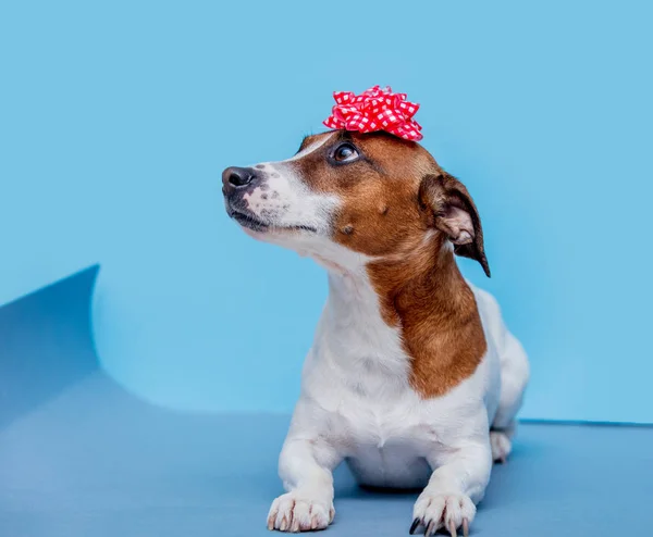 Jack Russell Terrier Cão Com Arco Fundo Azul Conceito Férias — Fotografia de Stock