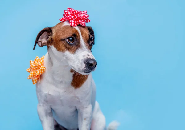 Jack Russell Terrier dog with bow on blue background. Holiday concept