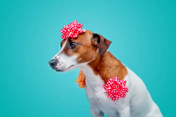 Jack Russell Terrier Hund Mit Schleife Auf Blauem Hintergrund Urlaubskonzept — Stockfoto