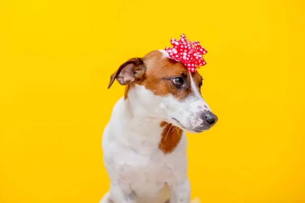 Jack Russell Terrier Hund Mit Schleife Auf Gelbem Hintergrund Urlaubskonzept — Stockfoto