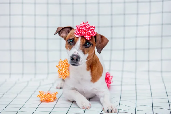 Jack Russell Terrier Anjing Dengan Busur Latar Belakang Kotak Kotak — Stok Foto