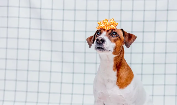 Jack Russell Terrier Cão Com Arco Fundo Quadriculado Conceito Férias — Fotografia de Stock