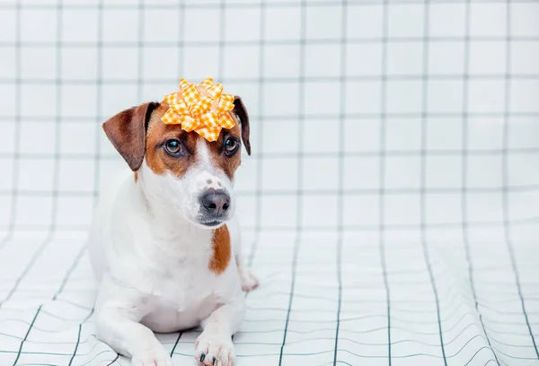 Jack Russell Terrier Cão Com Arco Fundo Quadriculado Conceito Férias — Fotografia de Stock