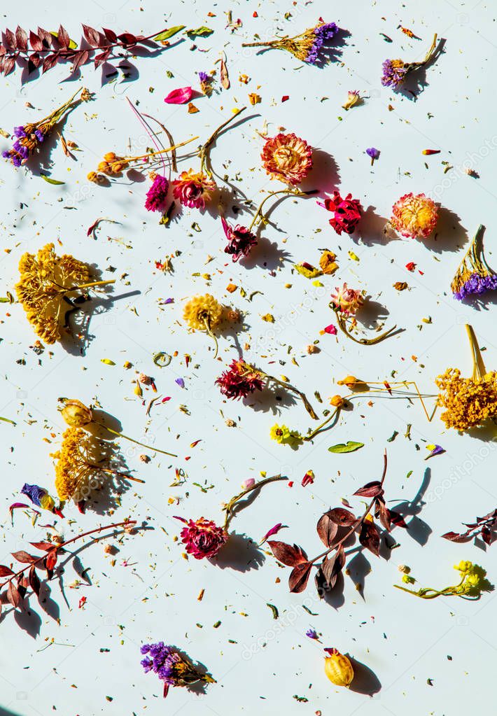 View on color dry flowers on white background.