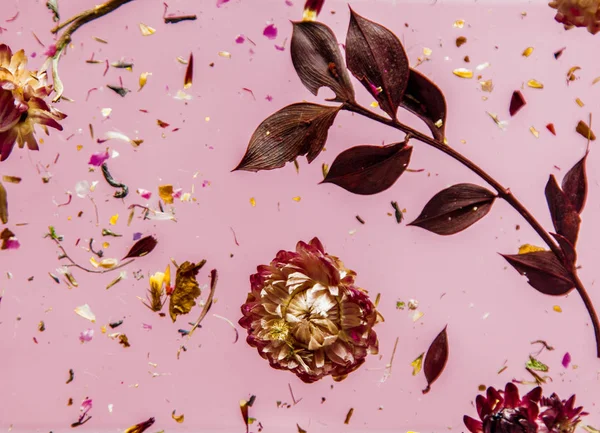 Hierba seca de Bellis con flores sobre fondo rosa aislado —  Fotos de Stock