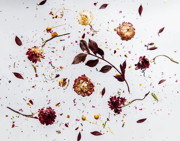 Hierba seca de Bellis con flores sobre fondo gris aislado . — Foto de Stock