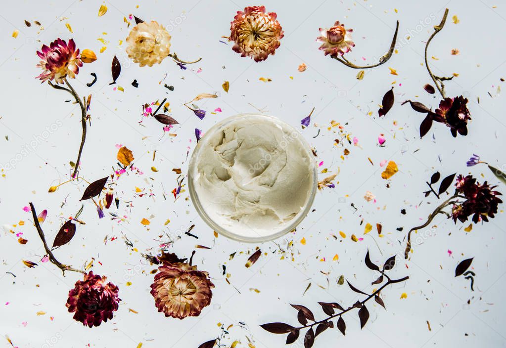Dry Bellis herb with flowers and skin care cream on grey backgro