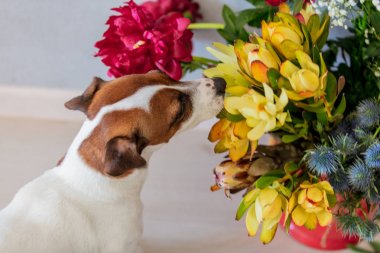 Young jack russell terrier dog near bucket with flowers.  clipart