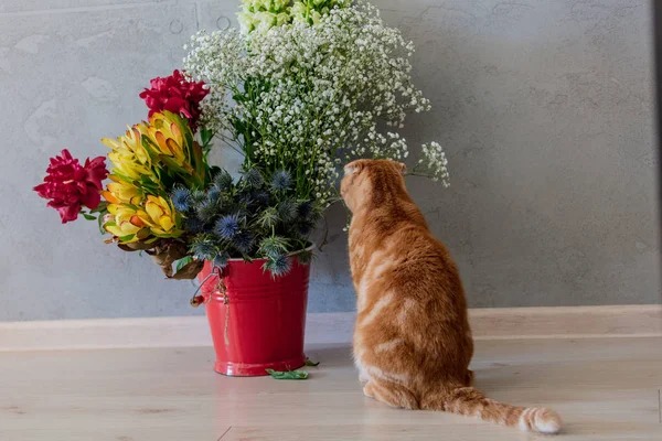 Young ginger scottish fold cat near bucket with flowers — Stock Photo, Image