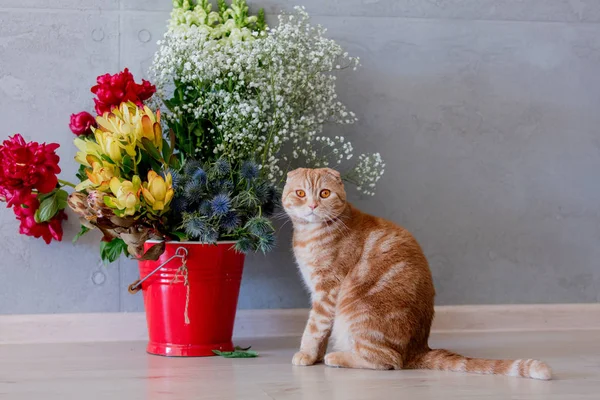 Young ginger scottish fold cat near bucket with flowers — Stock Photo, Image