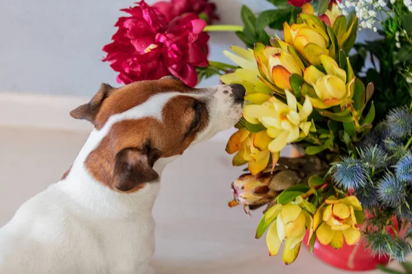 Молодий джек-російський тер'єр собака біля відра з квітами . — стокове фото
